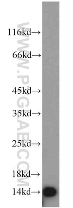 FDX1 Antibody in Western Blot (WB)