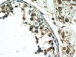 TSGA10 Antibody in Immunohistochemistry (Paraffin) (IHC (P))