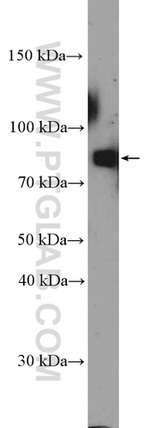 TSGA10 Antibody in Western Blot (WB)