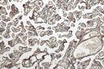 Integrin beta-1 Antibody in Immunohistochemistry (Paraffin) (IHC (P))