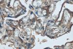 Integrin beta-1 Antibody in Immunohistochemistry (Paraffin) (IHC (P))