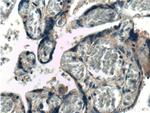 Integrin beta-1 Antibody in Immunohistochemistry (Paraffin) (IHC (P))