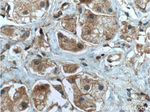 Integrin beta-1 Antibody in Immunohistochemistry (Paraffin) (IHC (P))