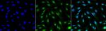 MDC1 Antibody in Immunocytochemistry (ICC/IF)