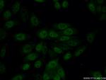 GABPB1 Antibody in Immunocytochemistry (ICC/IF)