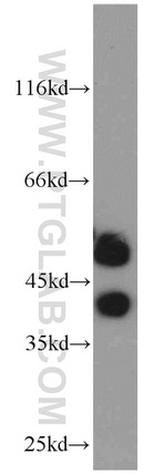 GABPB1 Antibody in Western Blot (WB)