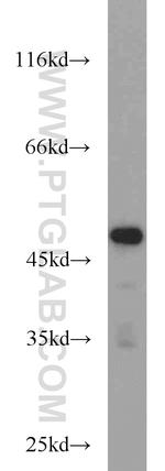GABPB1 Antibody in Western Blot (WB)