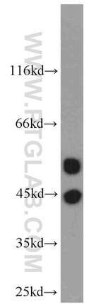GABPB1 Antibody in Western Blot (WB)