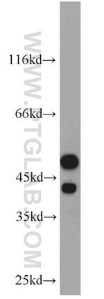 GABPB1 Antibody in Western Blot (WB)