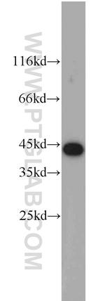 OSCP1 Antibody in Western Blot (WB)