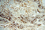 CPB1 Antibody in Immunohistochemistry (Paraffin) (IHC (P))
