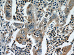 CPB1 Antibody in Immunohistochemistry (Paraffin) (IHC (P))