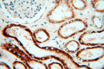 CPB1 Antibody in Immunohistochemistry (Paraffin) (IHC (P))