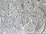 CPB1 Antibody in Immunohistochemistry (Paraffin) (IHC (P))
