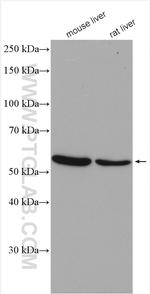 MAOB Antibody in Western Blot (WB)