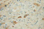 IPPK Antibody in Immunohistochemistry (Paraffin) (IHC (P))