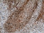 IFIT2 Antibody in Immunohistochemistry (Paraffin) (IHC (P))