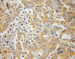 TRPC4AP Antibody in Immunohistochemistry (Paraffin) (IHC (P))