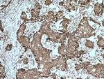 TRPC4AP Antibody in Immunohistochemistry (Paraffin) (IHC (P))