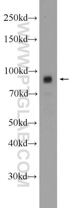 TRPC4AP Antibody in Western Blot (WB)