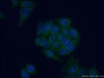TRIM23 Antibody in Immunocytochemistry (ICC/IF)