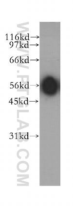 ACVR1C Antibody in Western Blot (WB)