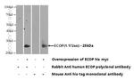 ECOP Antibody in Western Blot (WB)