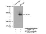 HOXB7 Antibody in Western Blot (WB)