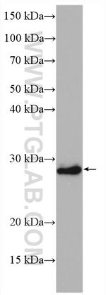 HOXB7 Antibody in Western Blot (WB)