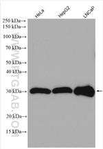SCO1 Antibody in Western Blot (WB)