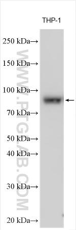 RFX2 Antibody in Western Blot (WB)