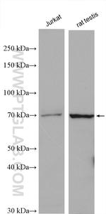 PABPC3 Antibody in Western Blot (WB)