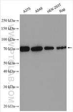 LAMP3 Antibody in Western Blot (WB)