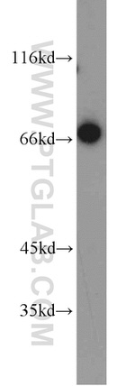 LAMP3 Antibody in Western Blot (WB)