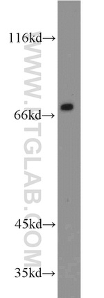 LAMP3 Antibody in Western Blot (WB)