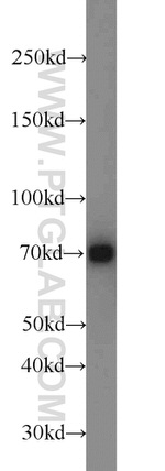 LAMP3 Antibody in Western Blot (WB)
