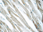 DIRAS1 Antibody in Immunohistochemistry (Paraffin) (IHC (P))