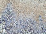 DIRAS1 Antibody in Immunohistochemistry (Paraffin) (IHC (P))