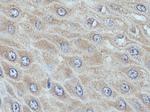 DIRAS1 Antibody in Immunohistochemistry (Paraffin) (IHC (P))