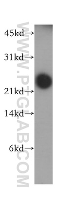 DIRAS1 Antibody in Western Blot (WB)