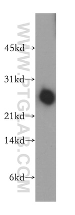 DIRAS1 Antibody in Western Blot (WB)