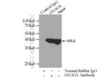 GNAO1 Antibody in Immunoprecipitation (IP)