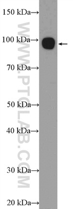 golgin 97 Antibody in Western Blot (WB)