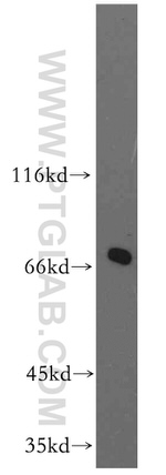 SHC4 Antibody in Western Blot (WB)