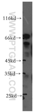SHC4 Antibody in Western Blot (WB)