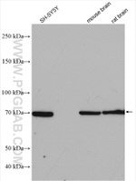 SHC4 Antibody in Western Blot (WB)