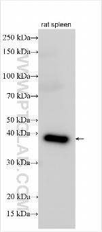 PDIK1L Antibody in Western Blot (WB)