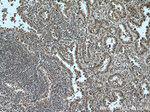 ARMC8 Antibody in Immunohistochemistry (Paraffin) (IHC (P))