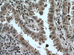 ARMC8 Antibody in Immunohistochemistry (Paraffin) (IHC (P))