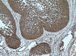 ARMC8 Antibody in Immunohistochemistry (Paraffin) (IHC (P))